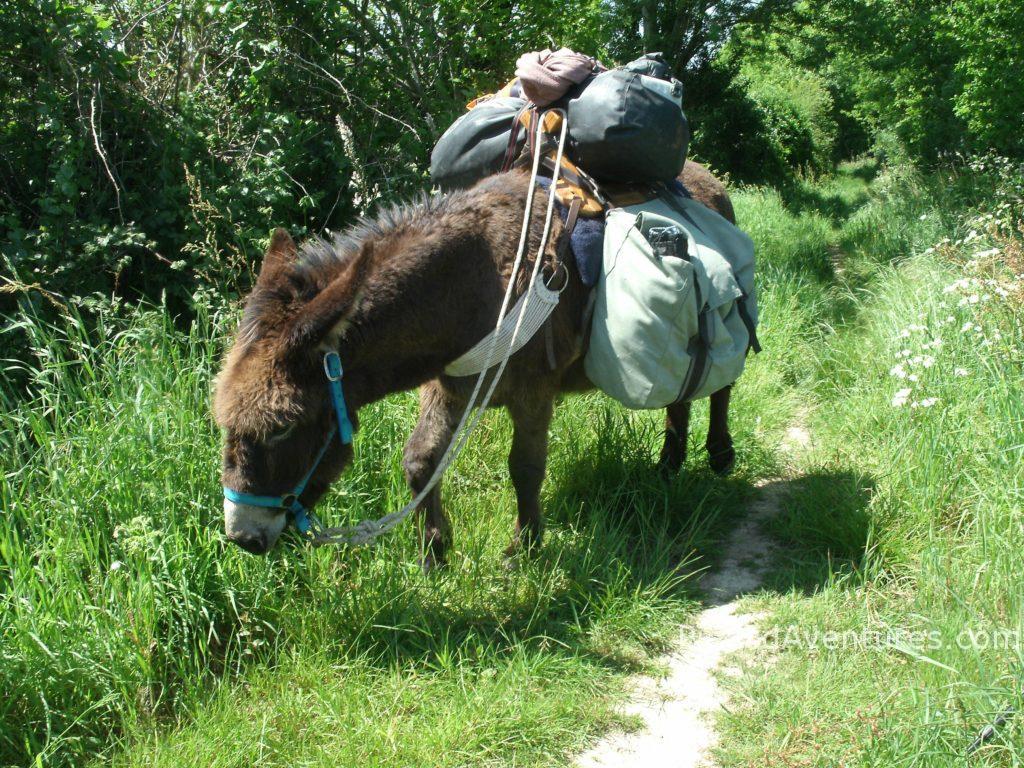 Randonnée avec un âne baté ou un cariâne | Pieds d'Aventures