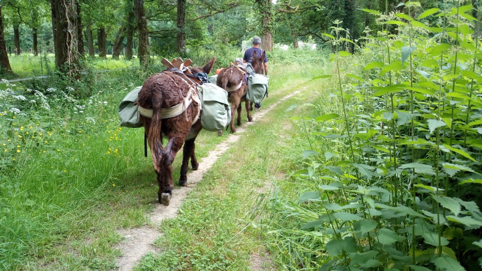 Randonnée pédestre et âne bâté | Pieds d'Aventures