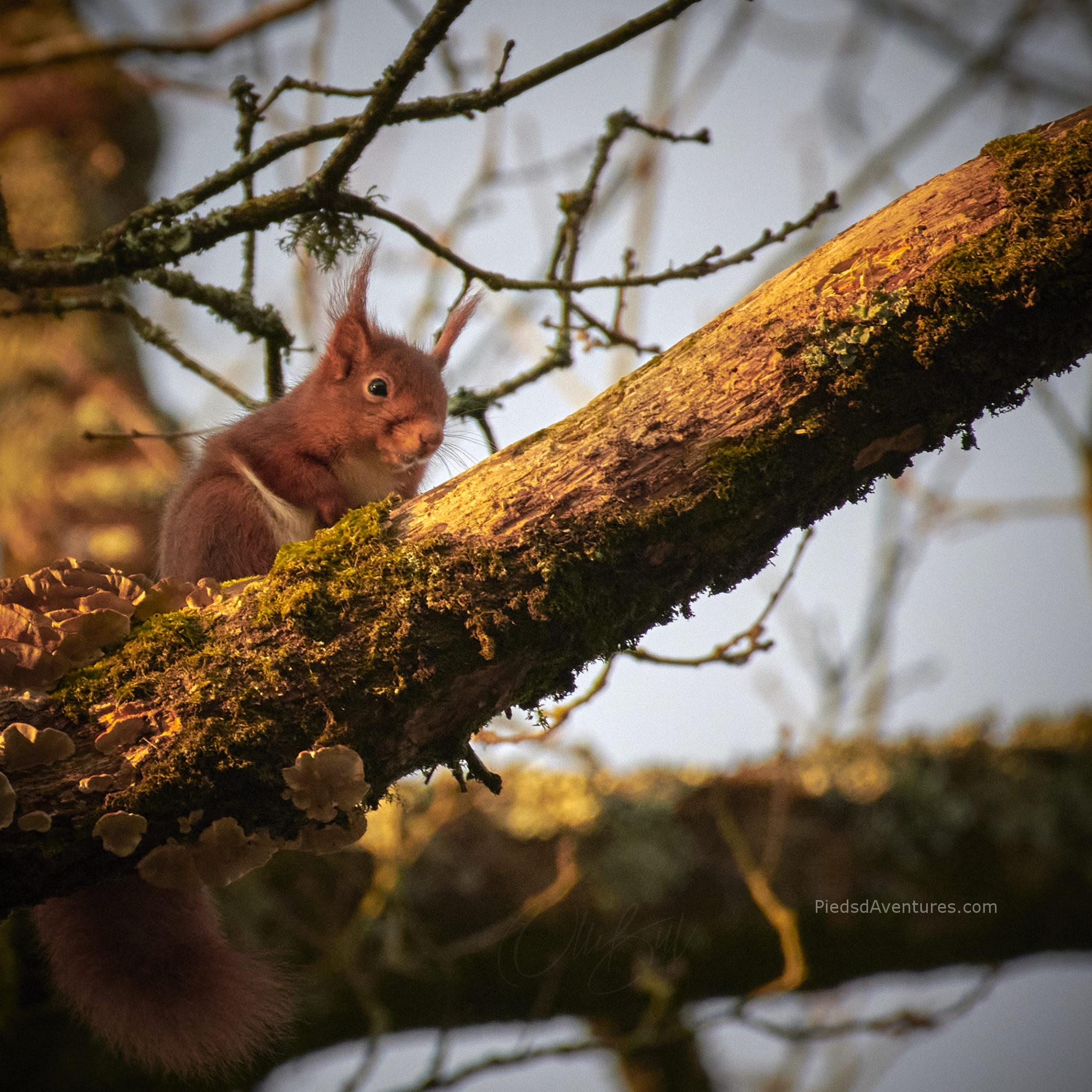 Photo animalière écureuil roux